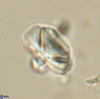 Heliolithus nefroeidis 66559