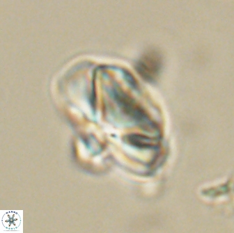 Heliolithus nefroeidis 66559