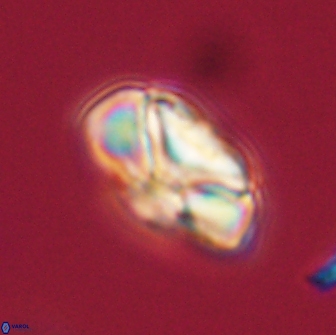 Heliolithus nefroeidis 66551