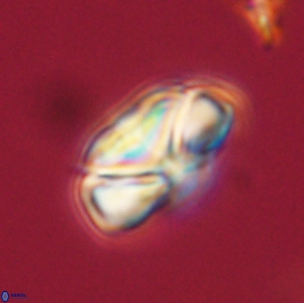 Heliolithus nefroeidis 66552