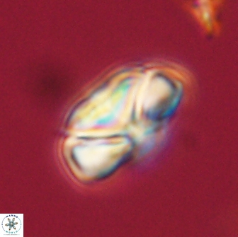 Heliolithus nefroeidis 66552