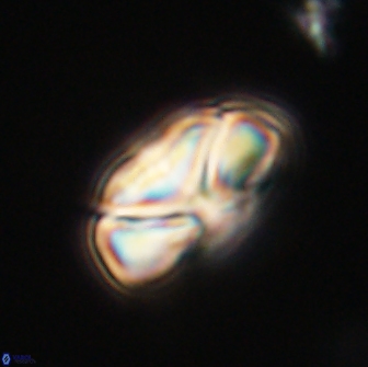 Heliolithus nefroeidis 66553