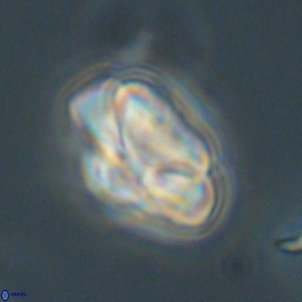 Heliolithus nefroeidis 66564