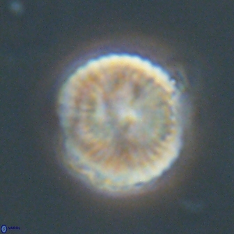 Heliolithus nefroeidis 66565