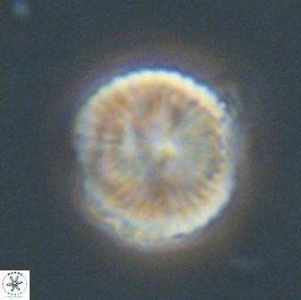 Heliolithus nefroeidis 66565