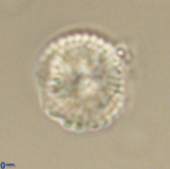 Heliolithus nefroeidis 66566