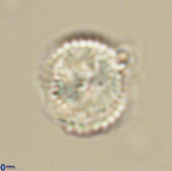 Heliolithus nefroeidis 66567