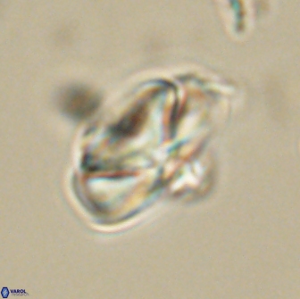 Heliolithus nefroeidis 66560