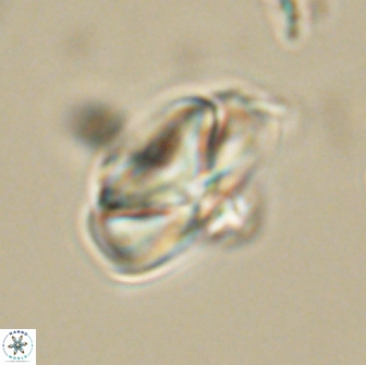Heliolithus nefroeidis 66560