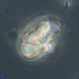 Heliolithus nefroeidis 66561