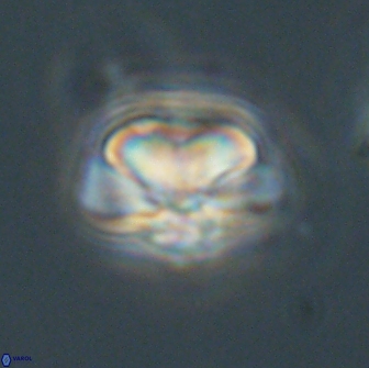 Heliolithus nefroeidis 66562