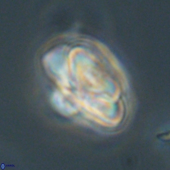 Heliolithus nefroeidis 66563