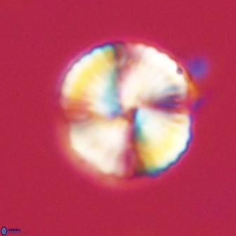 Heliolithus nefroeidis 66570