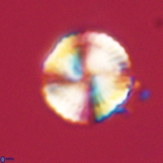 Heliolithus nefroeidis 66573