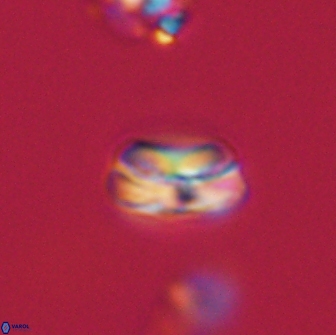 Heliolithus nefroeidis 66606