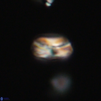 Heliolithus nefroeidis 66607