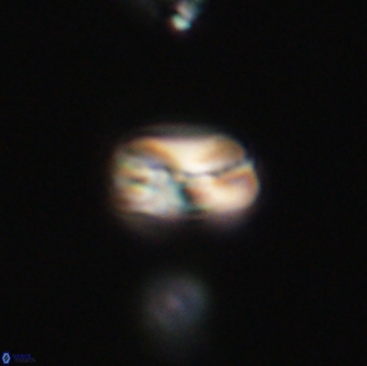 Heliolithus nefroeidis 66608