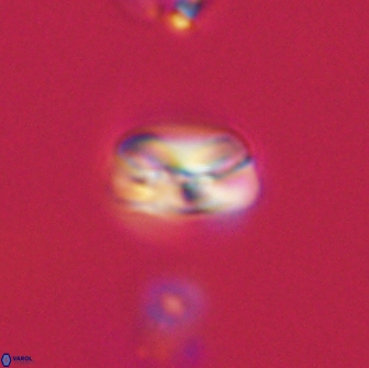 Heliolithus nefroeidis 66609