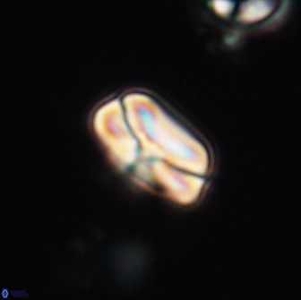 Heliolithus nefroeidis 66600