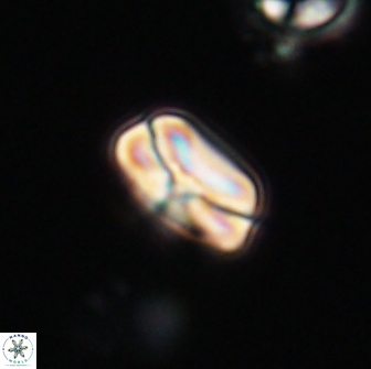 Heliolithus nefroeidis 66600