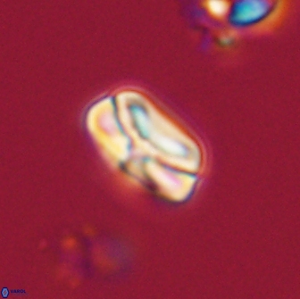 Heliolithus nefroeidis 66601