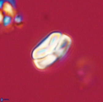 Heliolithus nefroeidis 66602