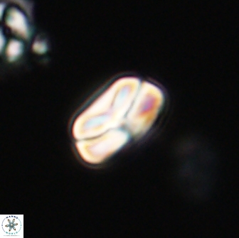 Heliolithus nefroeidis 66603
