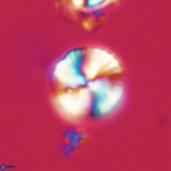 Heliolithus nefroeidis 66615