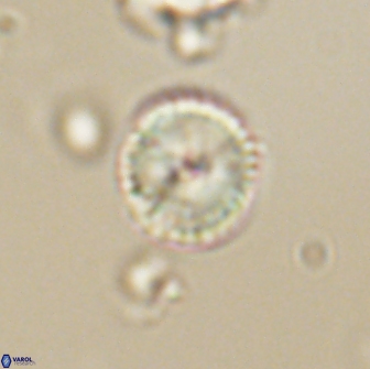 Heliolithus nefroeidis 66616