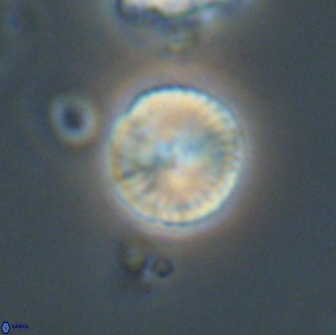 Heliolithus nefroeidis 66617