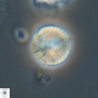 Heliolithus nefroeidis 66617