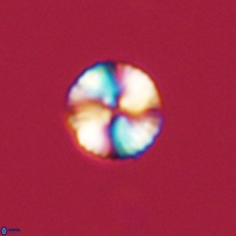 Heliolithus nefroeidis 66618