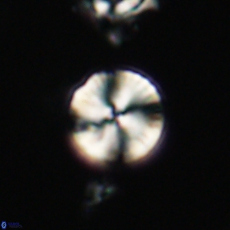 Heliolithus nefroeidis 66611