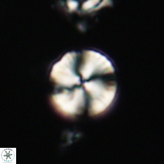 Heliolithus nefroeidis 66611