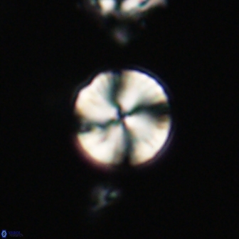 Heliolithus nefroeidis 66612