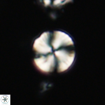 Heliolithus nefroeidis 66612