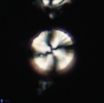 Heliolithus nefroeidis 66613