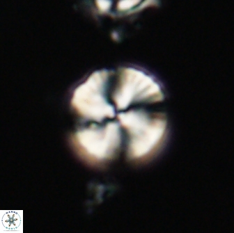 Heliolithus nefroeidis 66613
