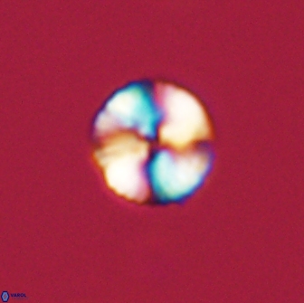 Heliolithus nefroeidis 66620