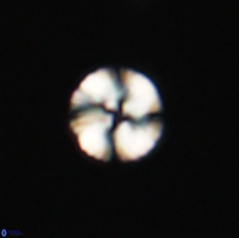 Heliolithus nefroeidis 66621