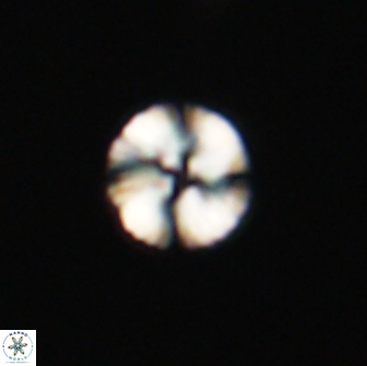 Heliolithus nefroeidis 66621