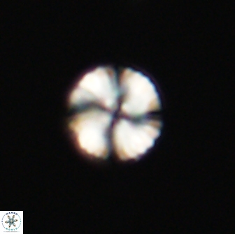 Heliolithus nefroeidis 66622