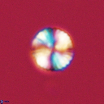 Heliolithus nefroeidis 66623