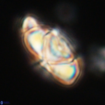 Heliolithus nefroeidis 66687