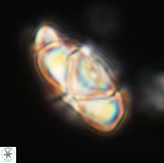 Heliolithus nefroeidis 66687