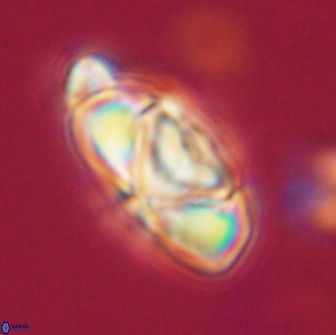 Heliolithus nefroeidis 66688