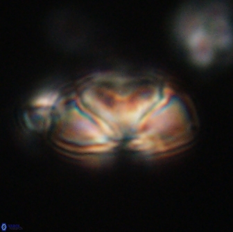 Heliolithus nefroeidis 66694