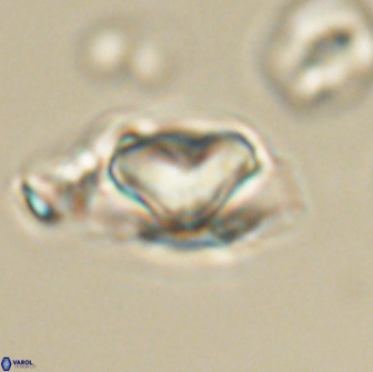 Heliolithus nefroeidis 66695