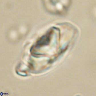 Heliolithus nefroeidis 66696