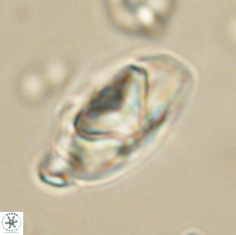 Heliolithus nefroeidis 66696